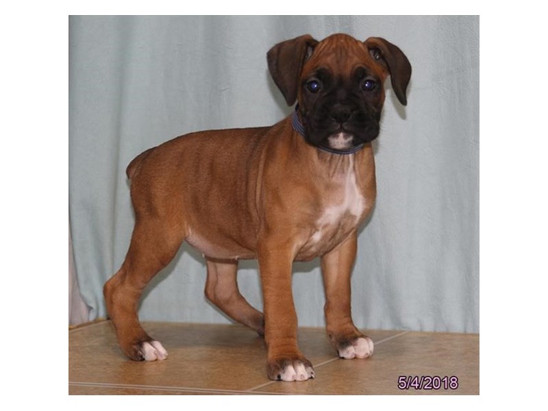 Boxer