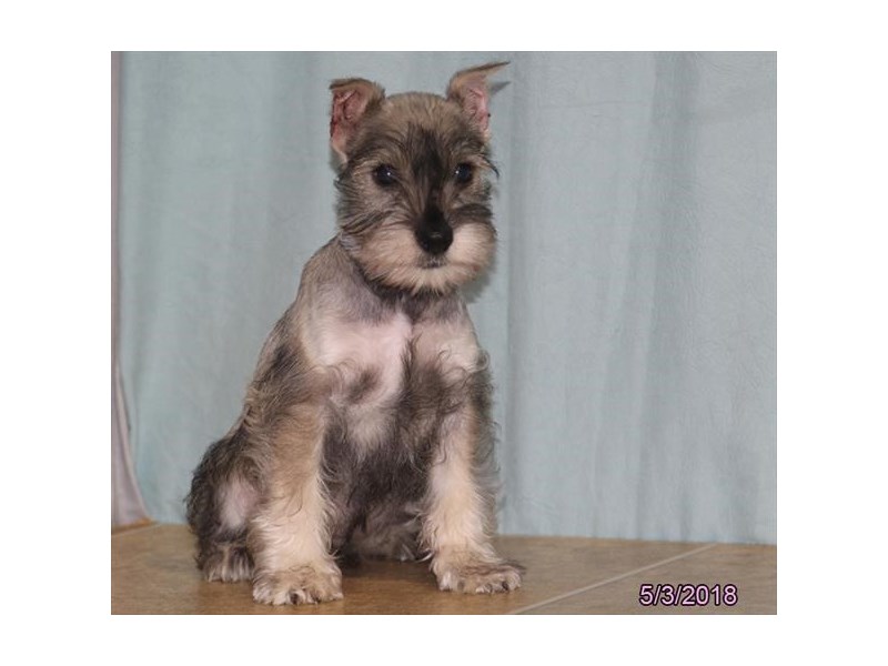 Miniature Schnauzer