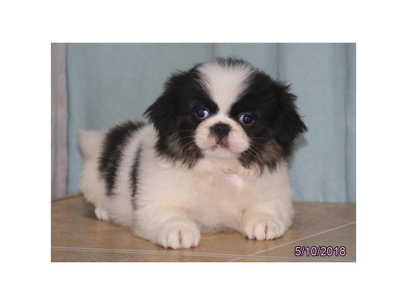Japanese Chin