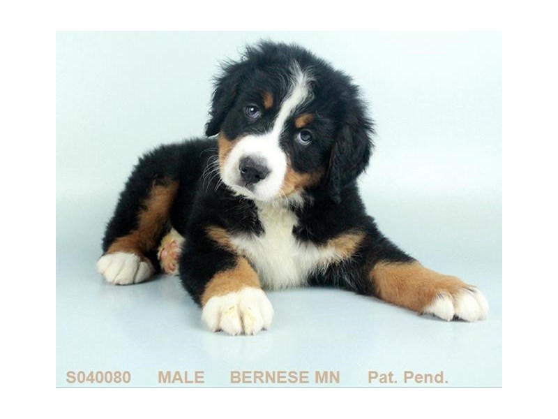 Bernese Mnt. Dog