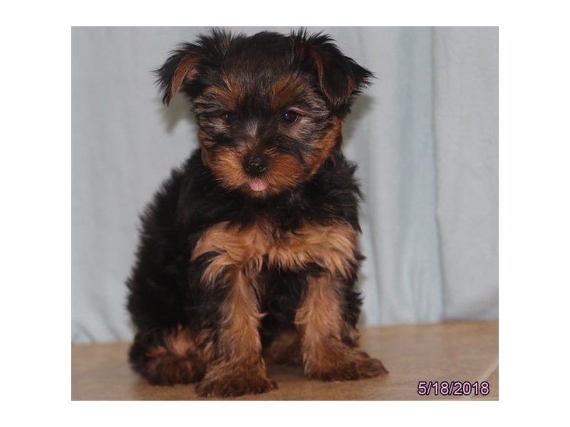 Yorkshire Terrier