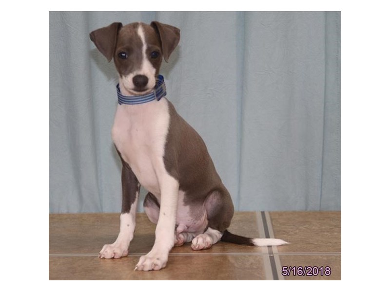 Italian Greyhound