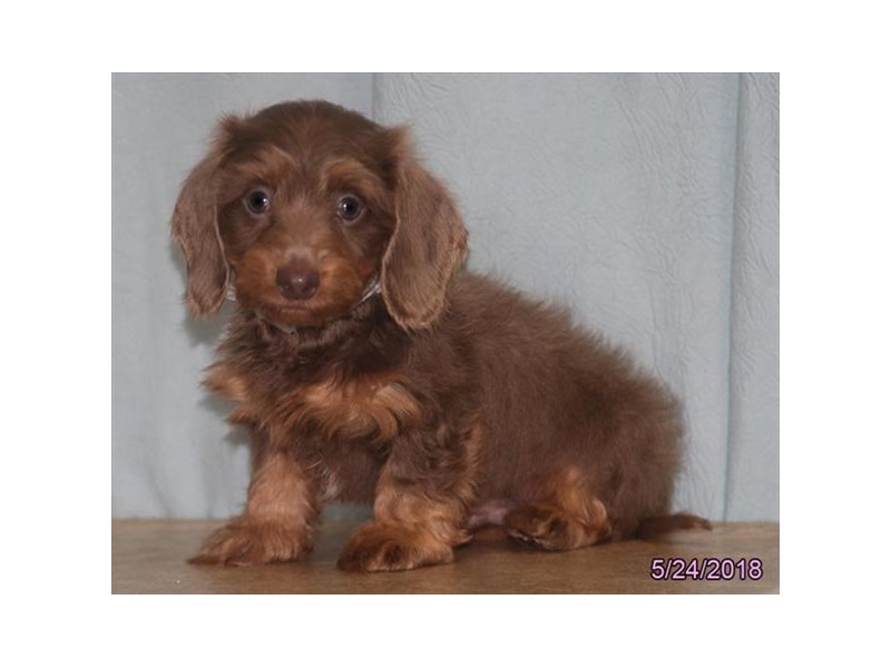 Dachshund