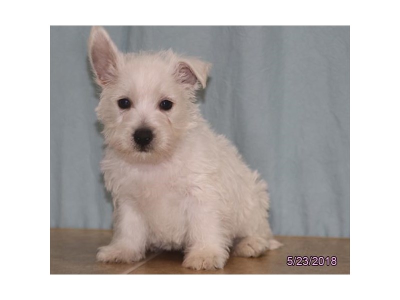 West Highland White Terrier