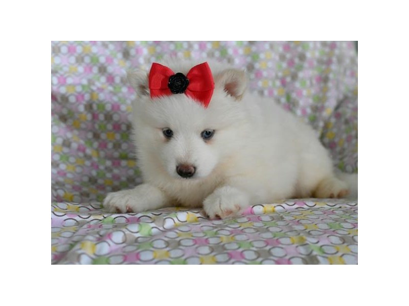 Pomsky