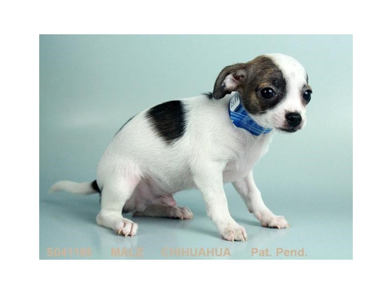 brindle and white chihuahua