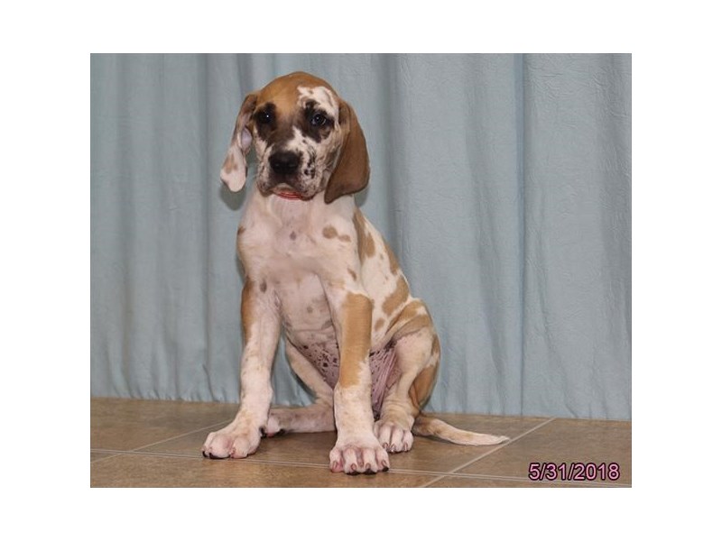 fawnequin great dane puppies