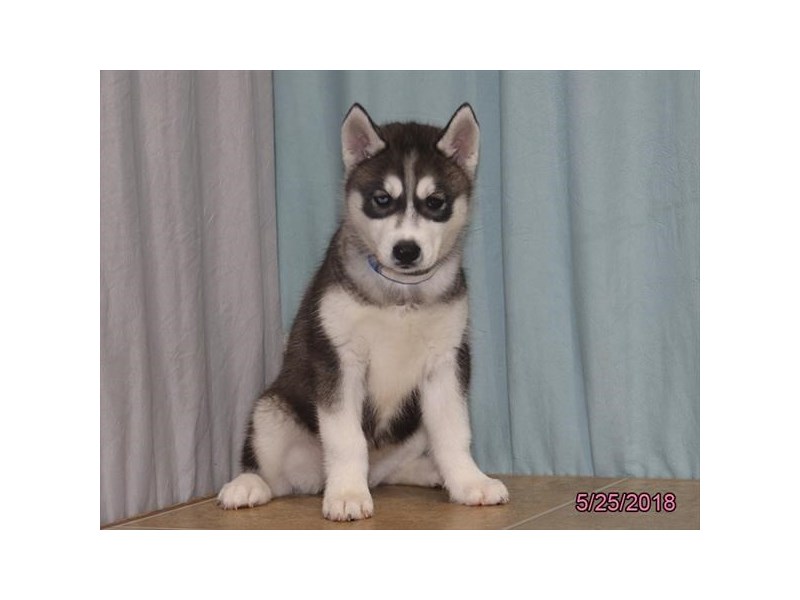 Siberian Husky