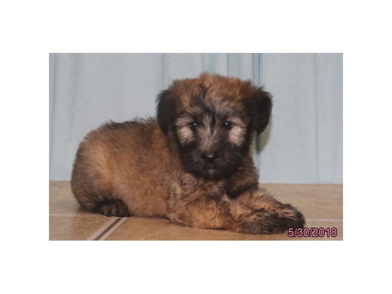 Soft Coated Wheaten Terrier