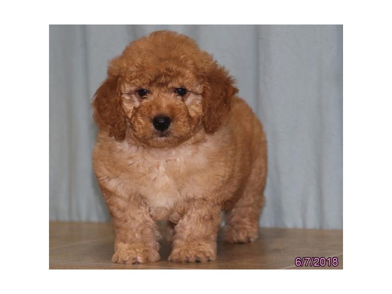 Mini Goldendoodle