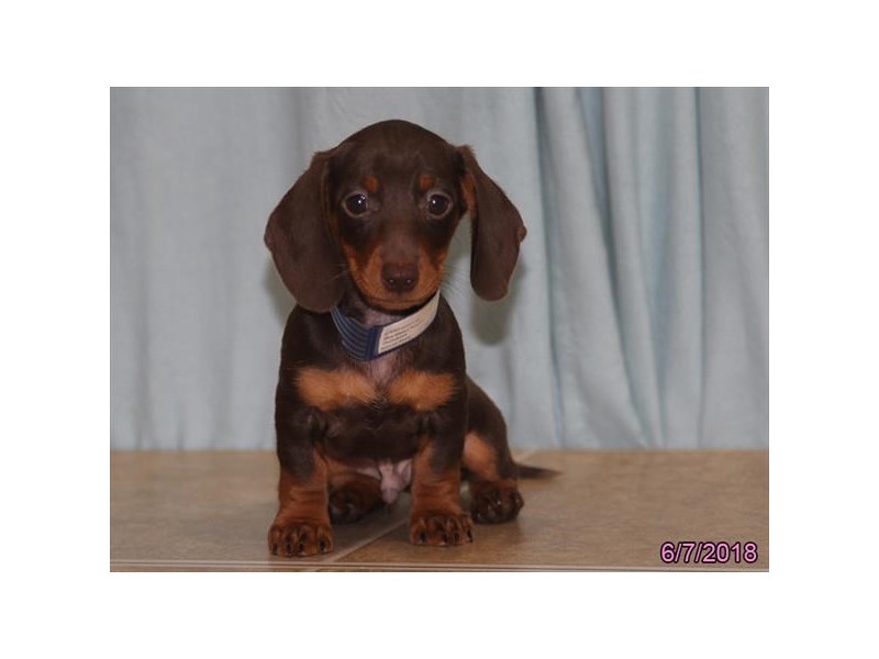 Dachshund