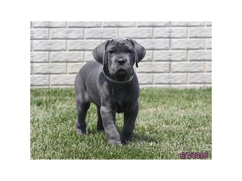 Neapolitan Mastiff