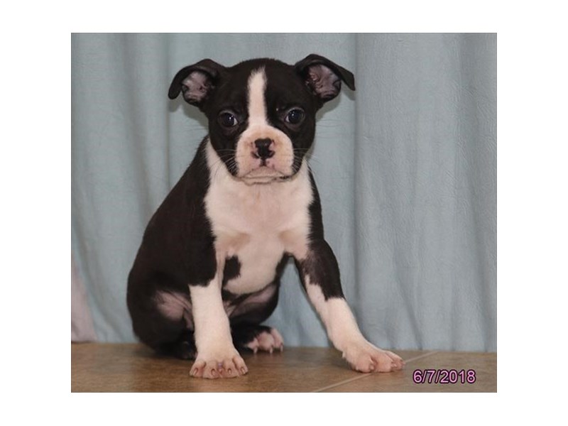 Boston Terrier