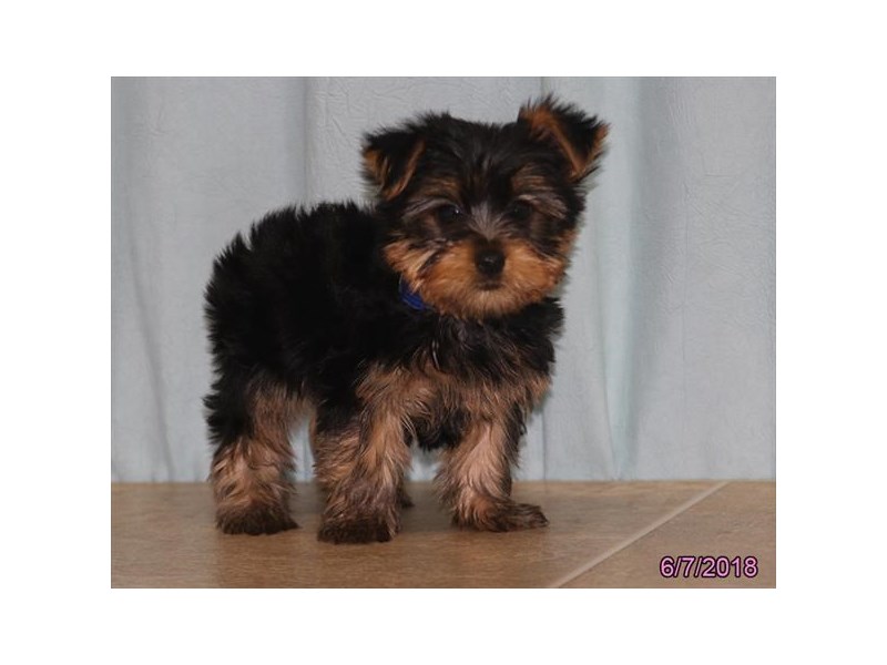 Yorkshire Terrier