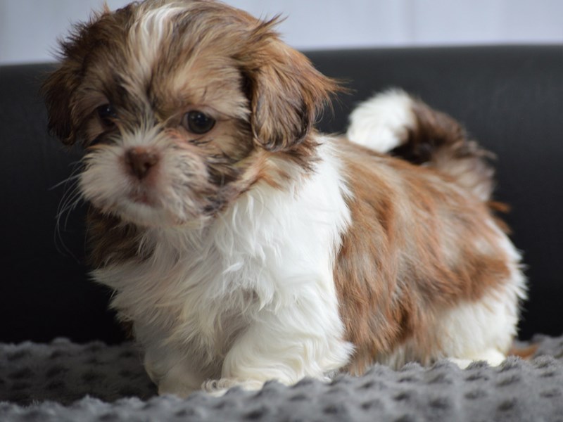 Shih Tzu