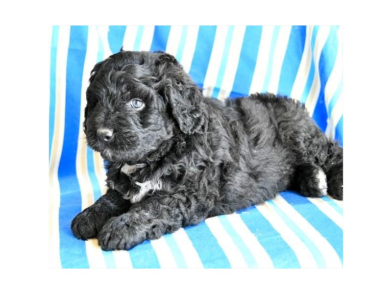 Mini Bernadoodle