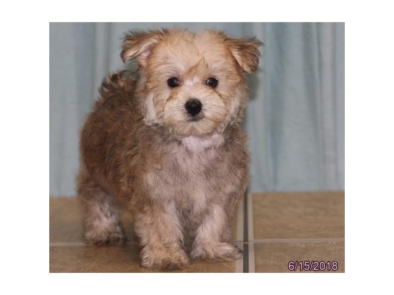 Morkie