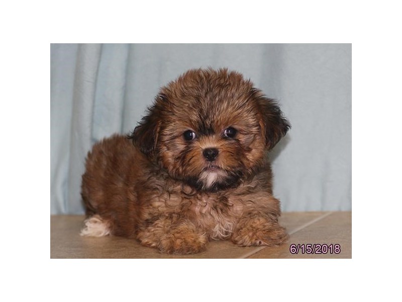 Shorkie
