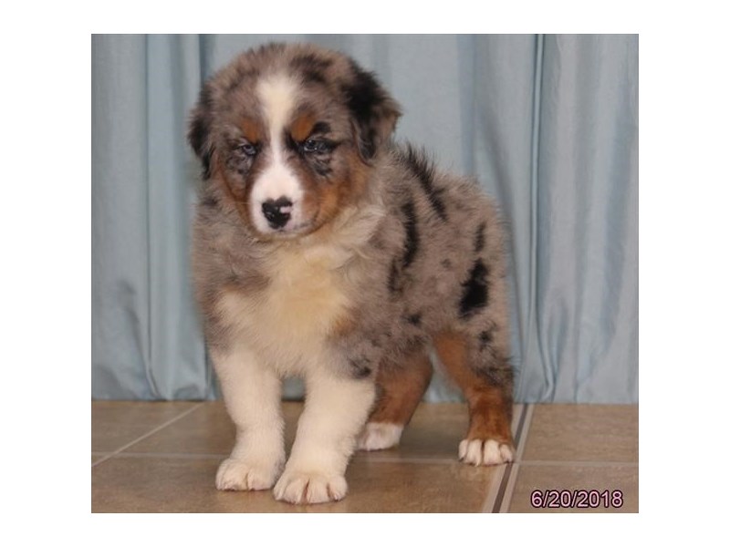 Australian Shepherd