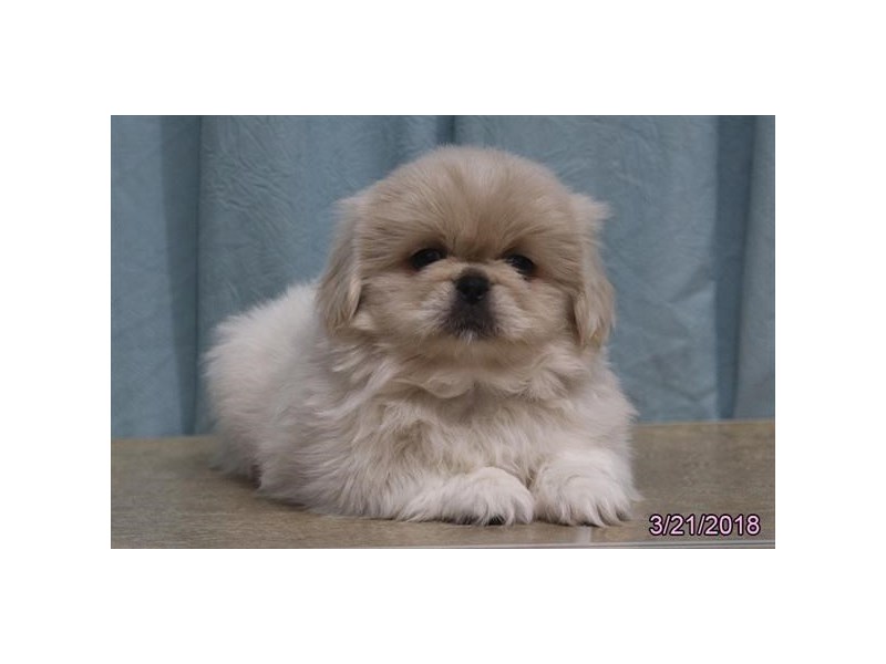 Pekingese