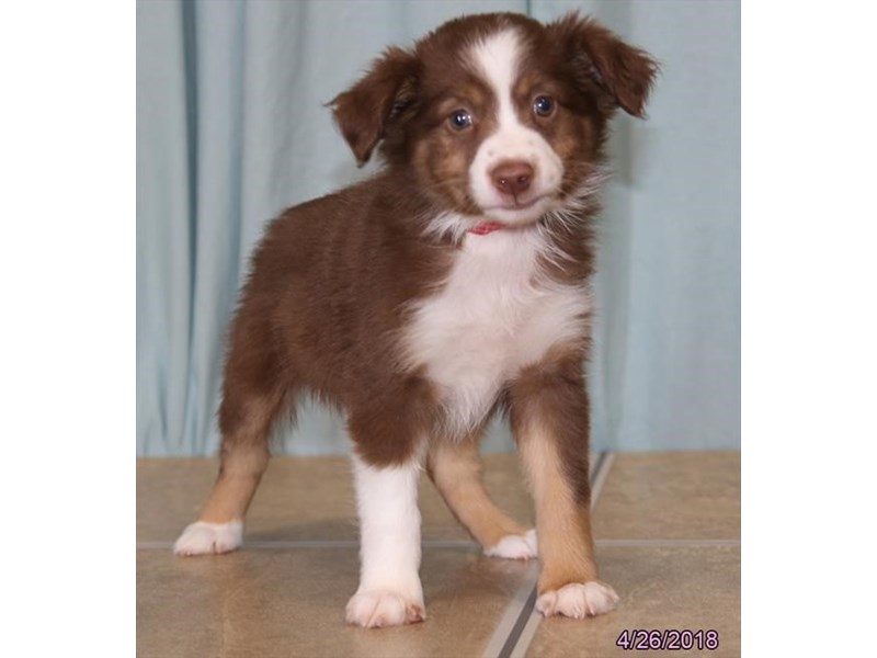 Miniature Australian Shepherd