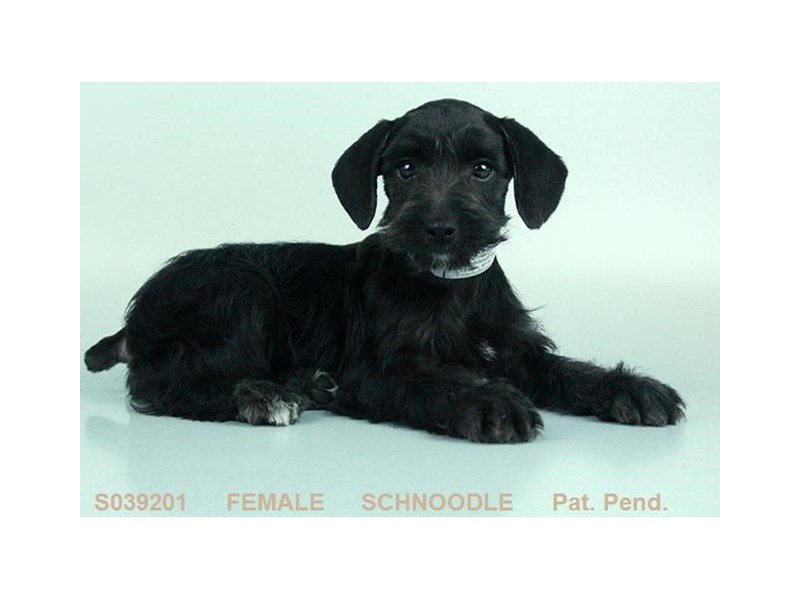 Schnoodle
