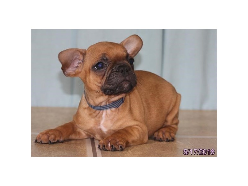 French Bulldog