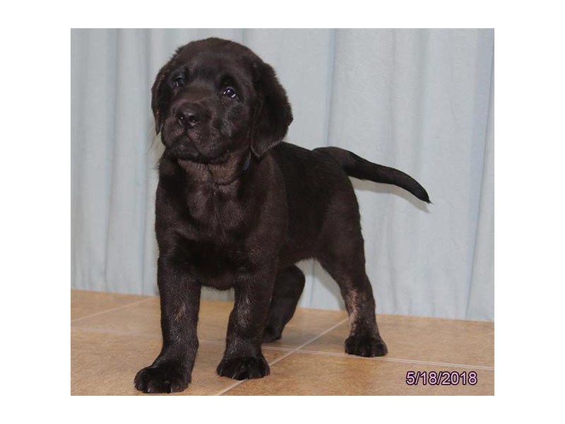 Labrador Retriever
