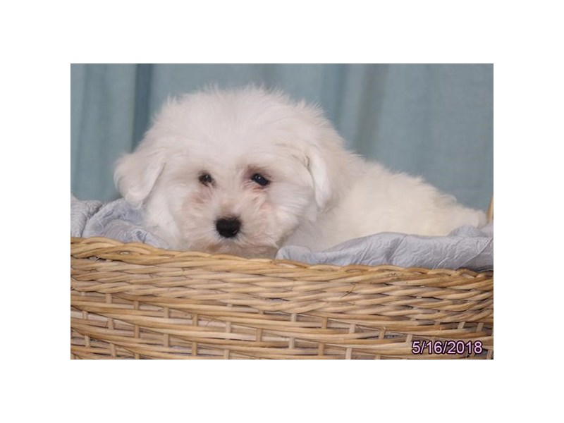 Bichon Frise