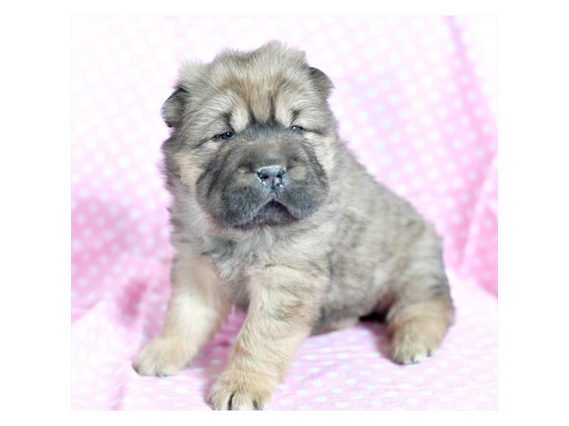 Shar Pei