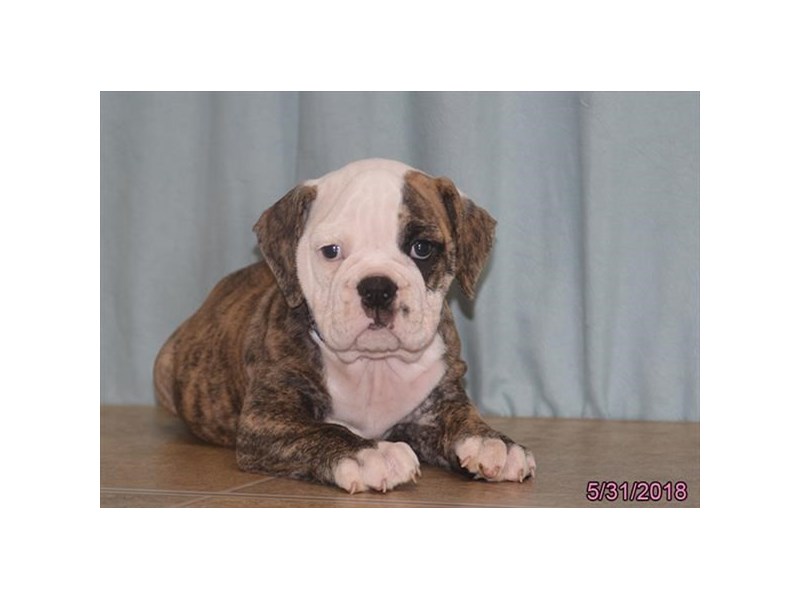 Olde Bulldog