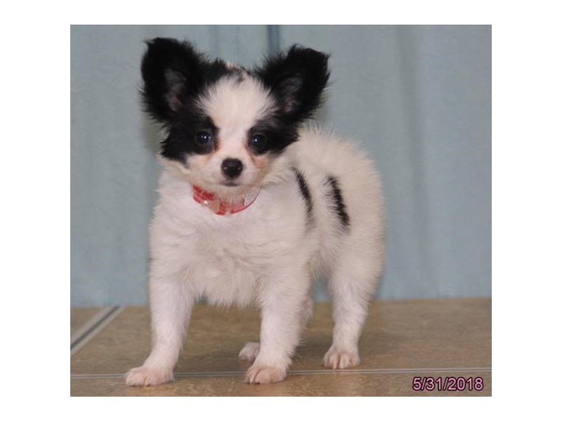 Papillon