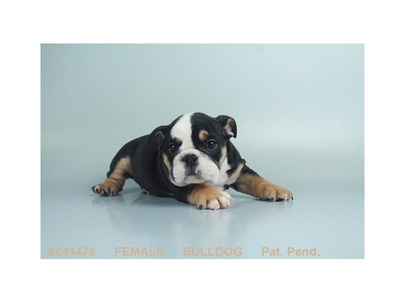 English Bulldog