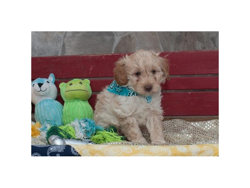 Mini Goldendoodle 2nd Gen