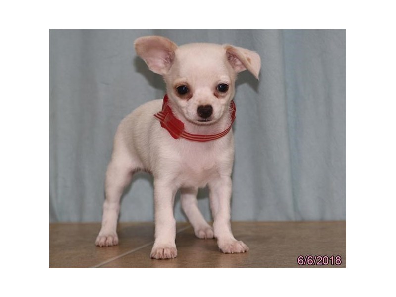 Chihuahua