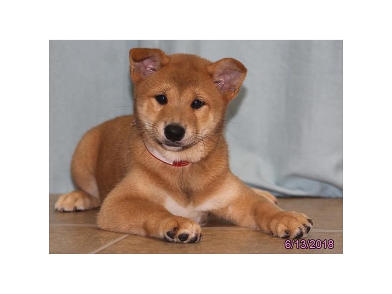 Shiba Inu