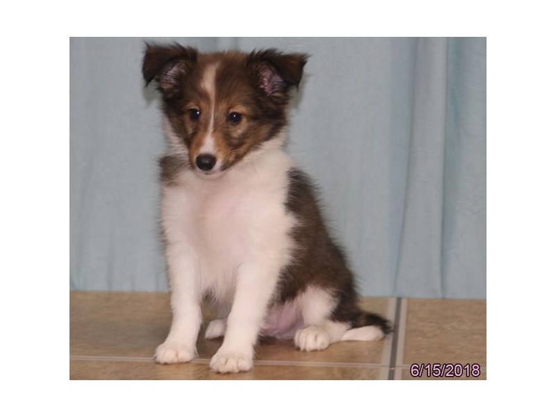 Shetland Sheepdog