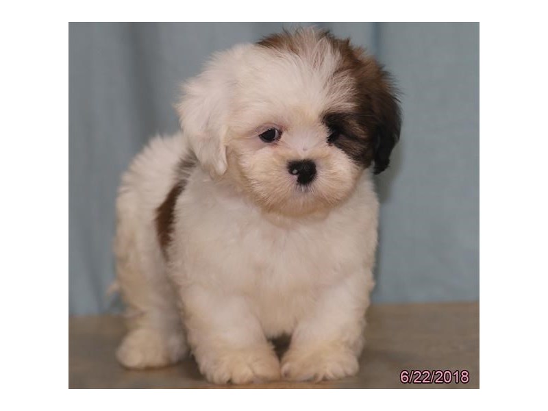Lhasa Apso