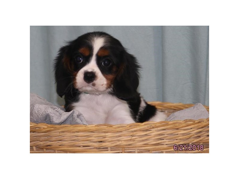 Cavalier King Charles Spaniel