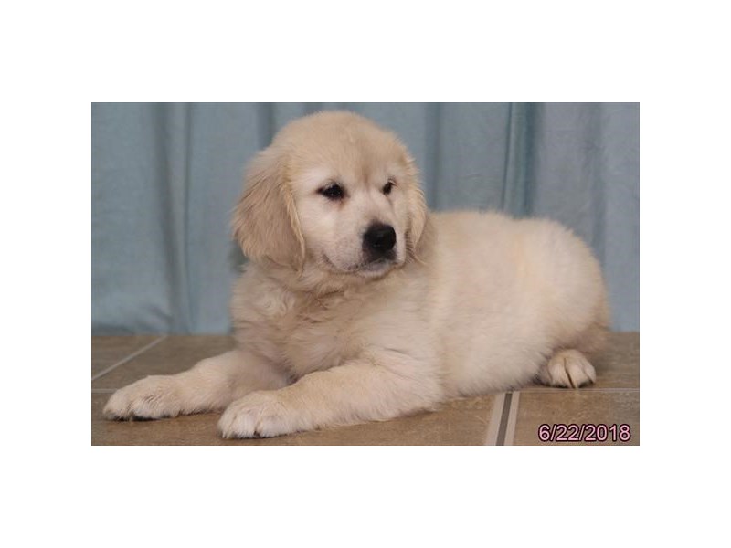Golden Retriever