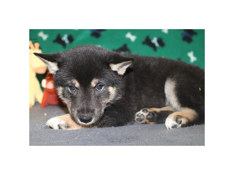 Shiba Inu
