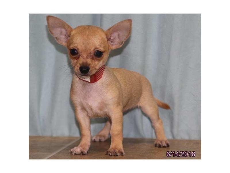 Chihuahua