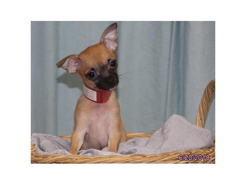 Chihuahua