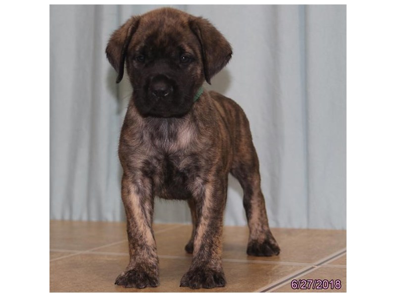 English Mastiff