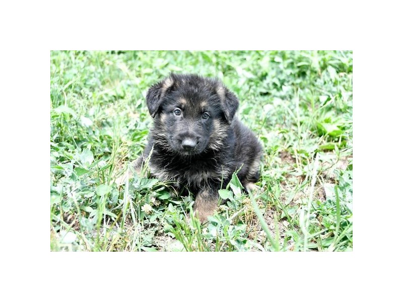 German Shepherd Dog