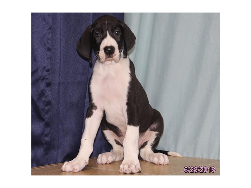 Great Dane