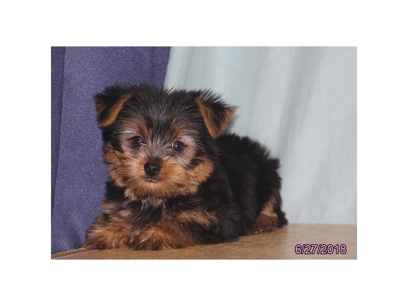 Yorkshire Terrier