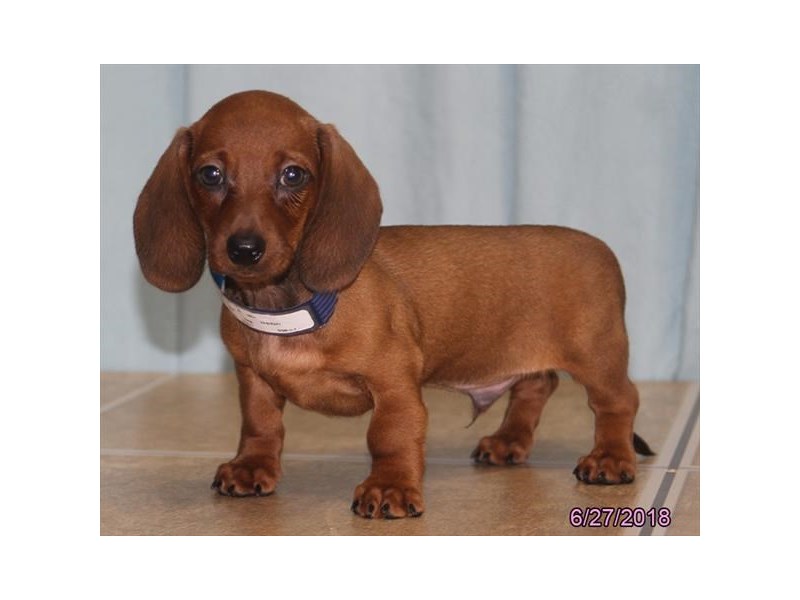 Dachshund