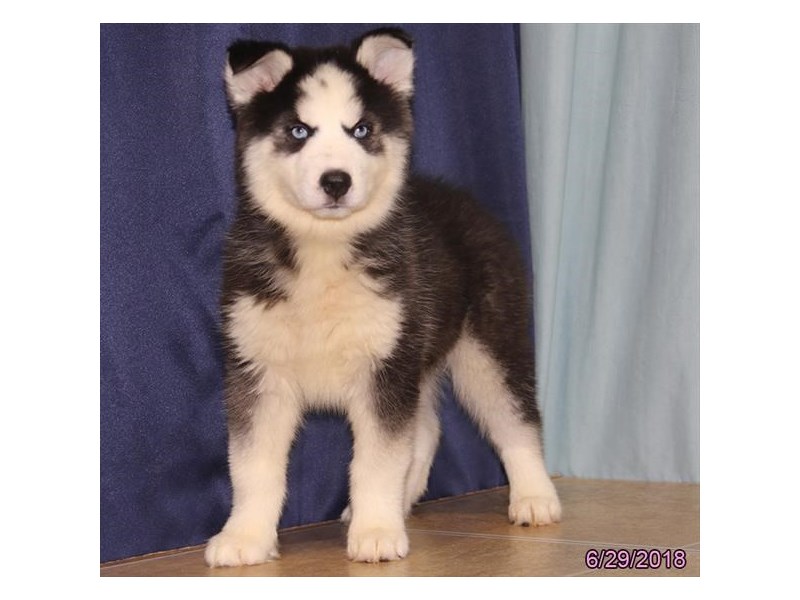 Siberian Husky