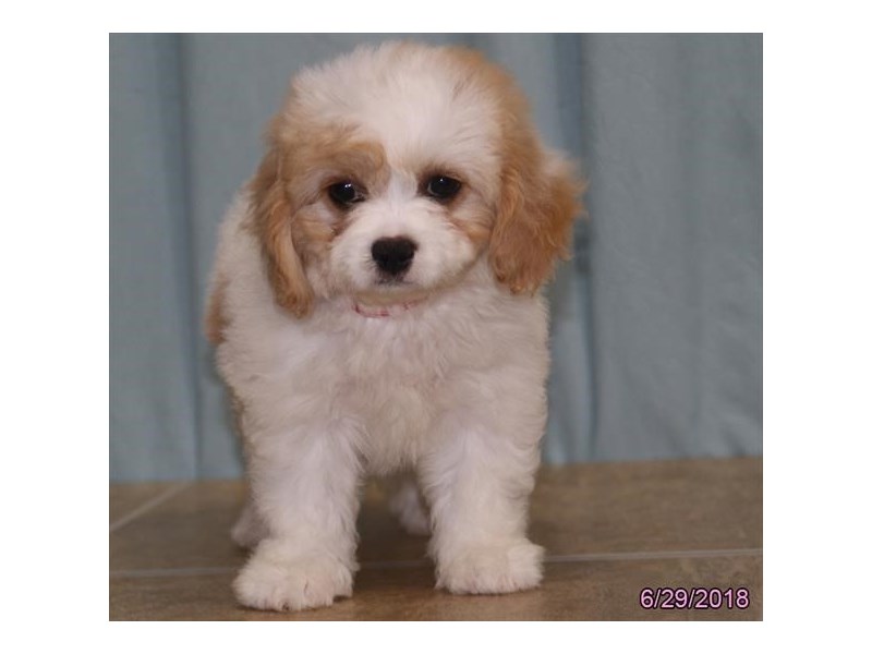 Cavachon